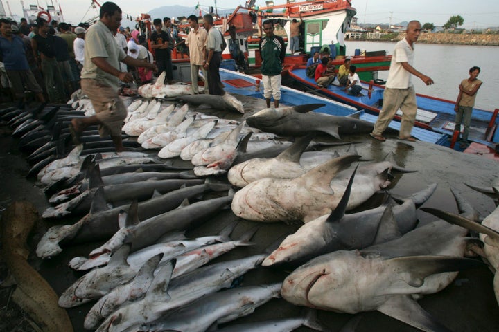 Sharks on display in a fish market in Indonesia. 