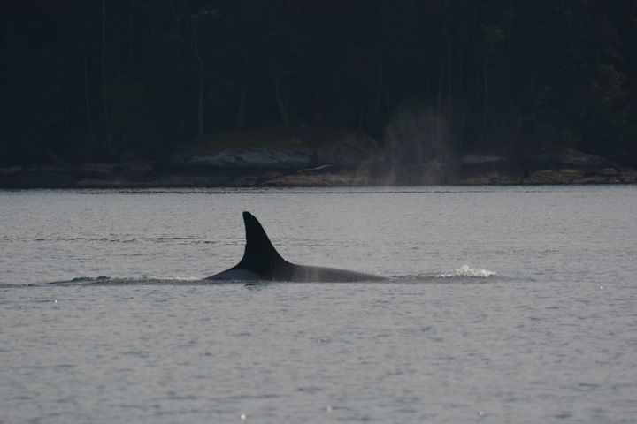 Granny was recognizable by a small nick on her dorsal fin.