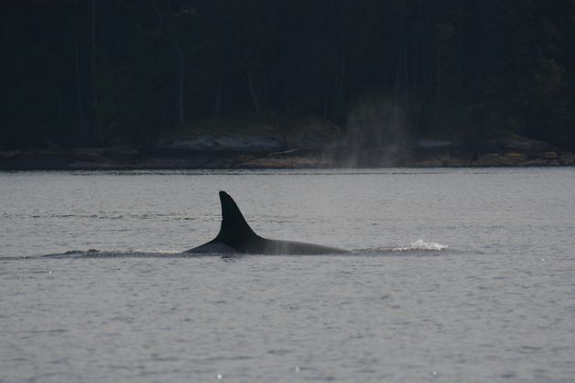 世界最高齢のシャチ グラニー 姿を消す すでに死んでいる ハフポスト