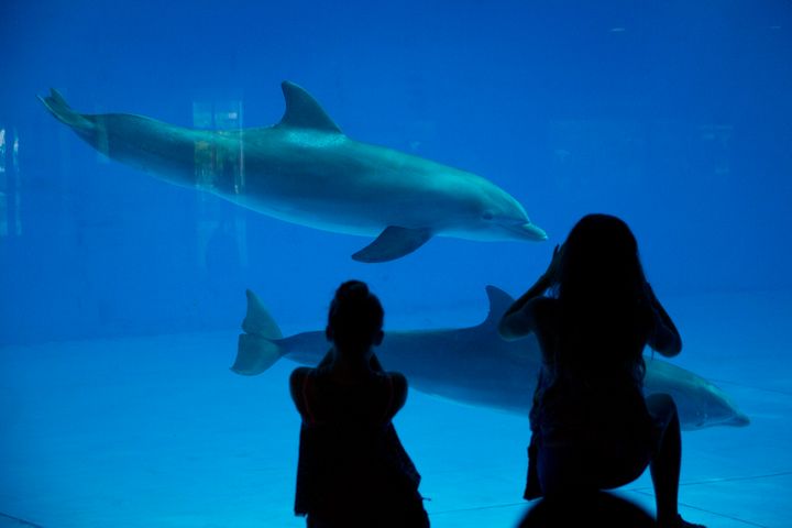 Dolphins at the National Aquarium in Baltimore in Aug. 2015.