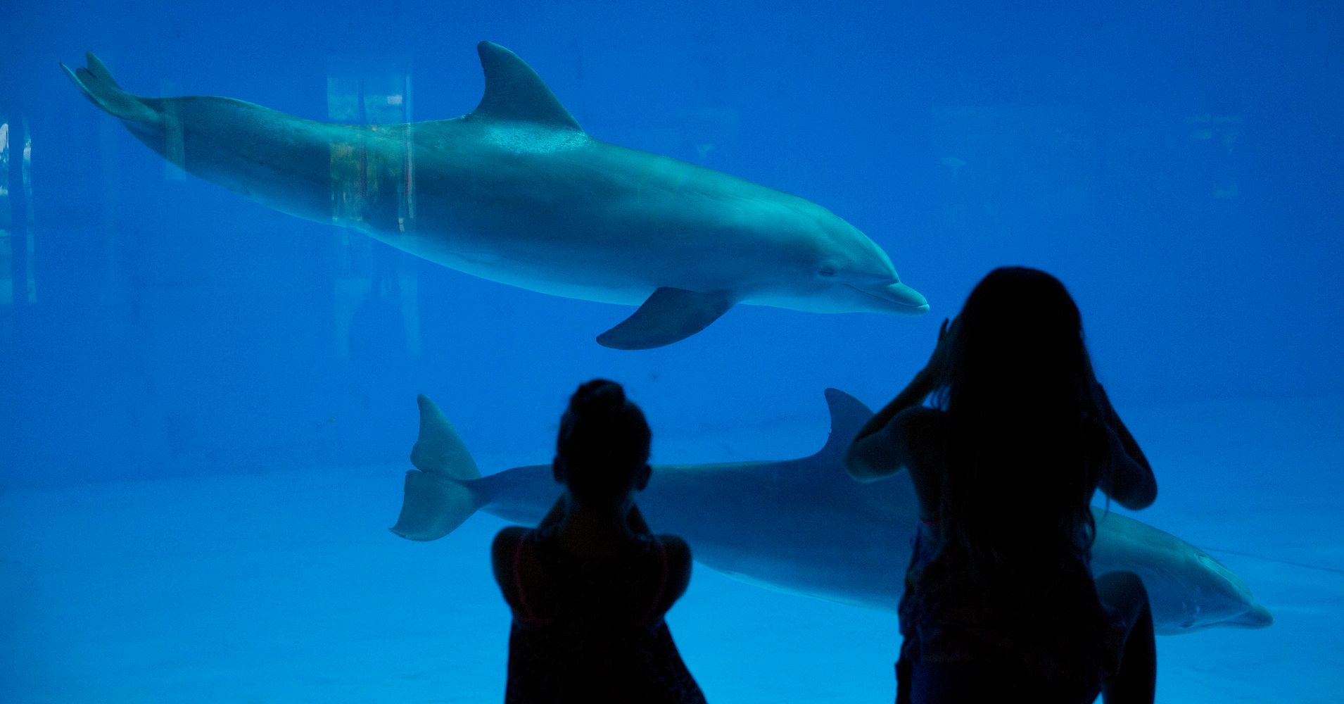 This Aquarium Is Moving All Its Dolphins To A Seaside Sanctuary | HuffPost