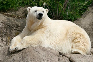 Tundra in an undated photo from the Indianapolis Zoo.