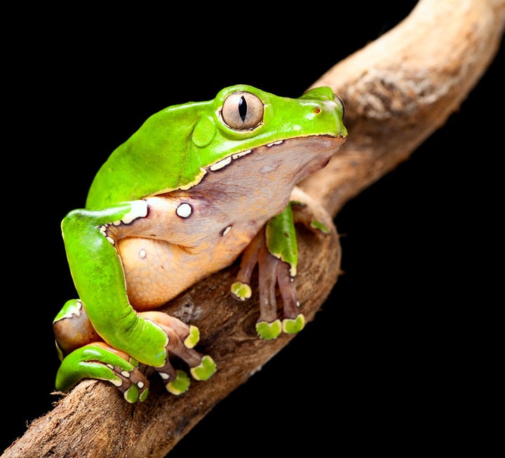 <p>The Giant Monkey Tree Frog</p>