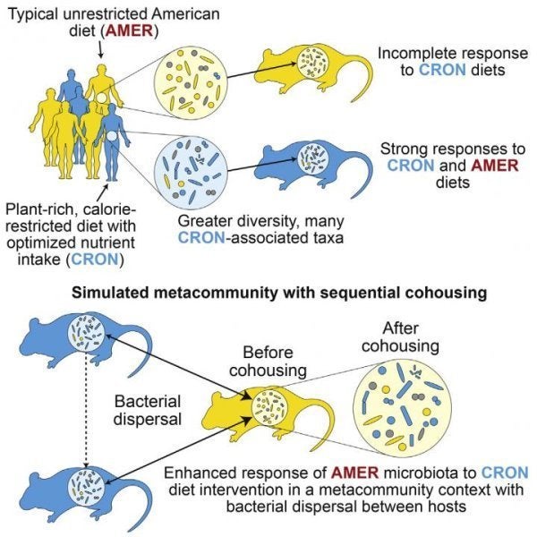 The illustration above depicts how gut bacterial communities change in response to dietary interventions. 