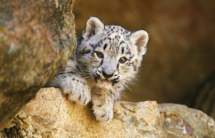 A snow leopard cub at Taronga Zoo in Sydney, Australia.