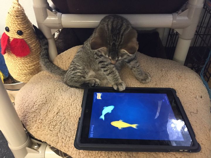 The Regina Humane Society has introduced iPads as a way to give their resident cats a new and fun activity.