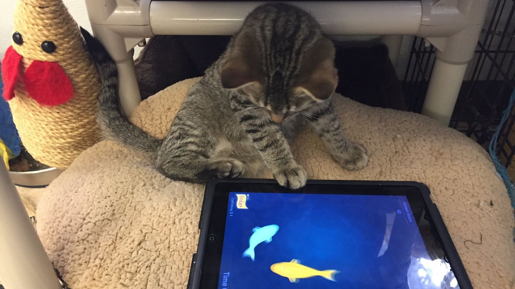 Why your cat needs an iPad