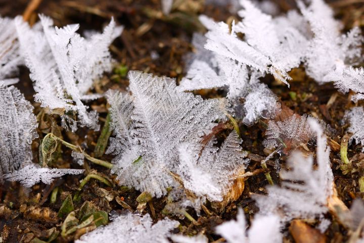 <p>Hoarfrost blossoms on the ground.</p>