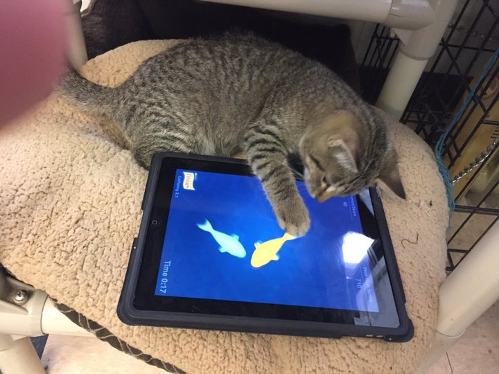 A shelter spokesman said one of the most surprising things about introducing the iPads was how the cats would wait and take t
