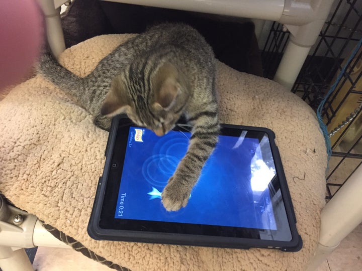 Using the iPad is also a great way to get younger human volunteers engaged in playing with the cats.