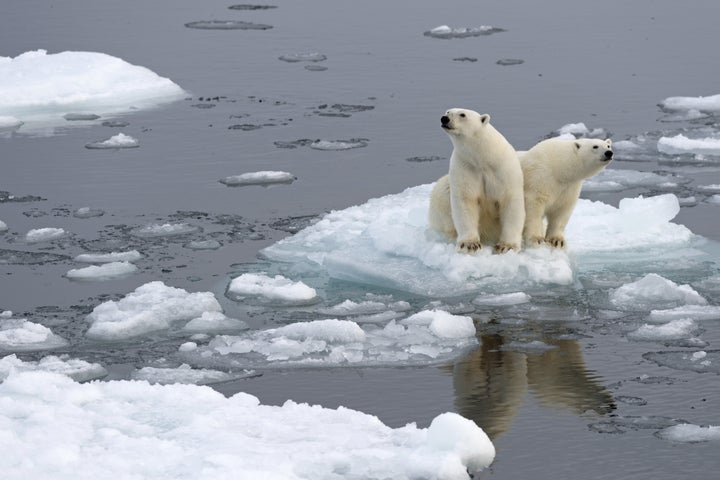 Polar bears on an ice floe on Spitsbergen island in Norway's Svalbard archipelago.