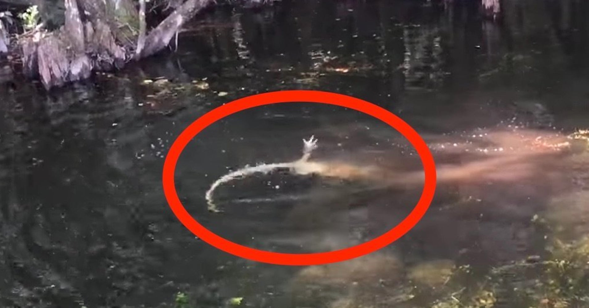 Caught On Video Burmese Python And Alligator Fight To The