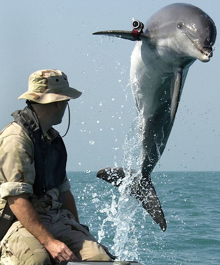 A U.S. Navy-trained bottlenose dolphin with his handler. Dolphins are better than machines at detecting mines, according to experts.