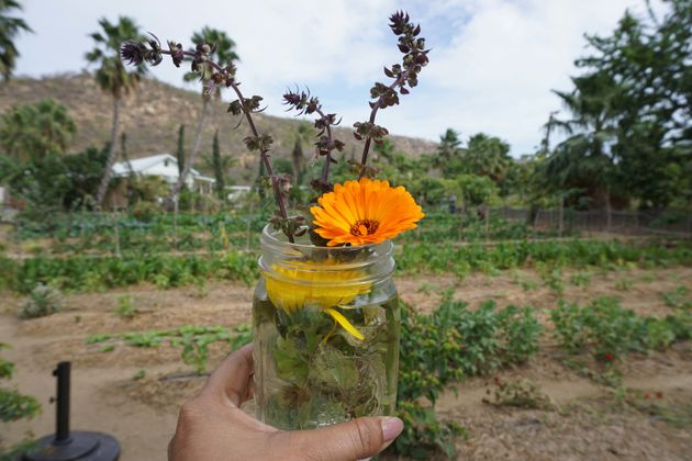 Flora Farms An Authentic Farm To Table Experience In Cabo Mexico