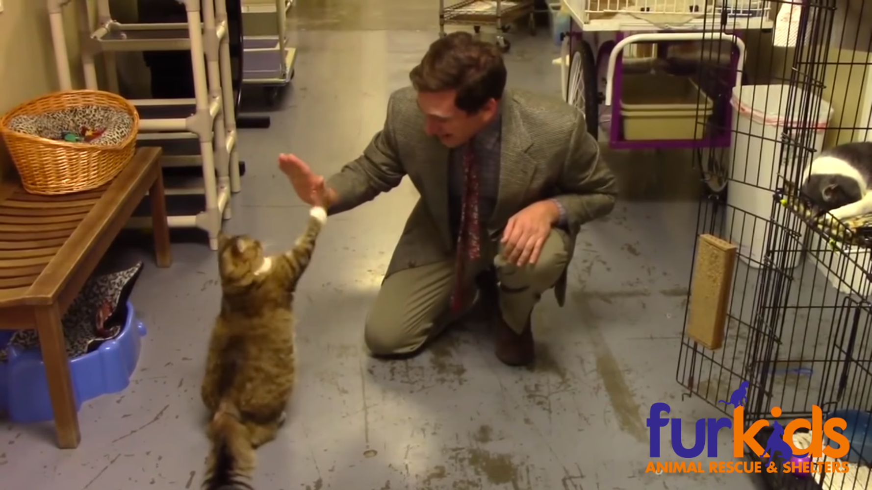 Animal Shelter's Hilarious Cat Commercial Is A Low-Budget Masterpiece | HuffPost UK News Animal Shelter's Hilarious Cat Commercial Is A Low-Budget Masterpiece | HuffPost UK News