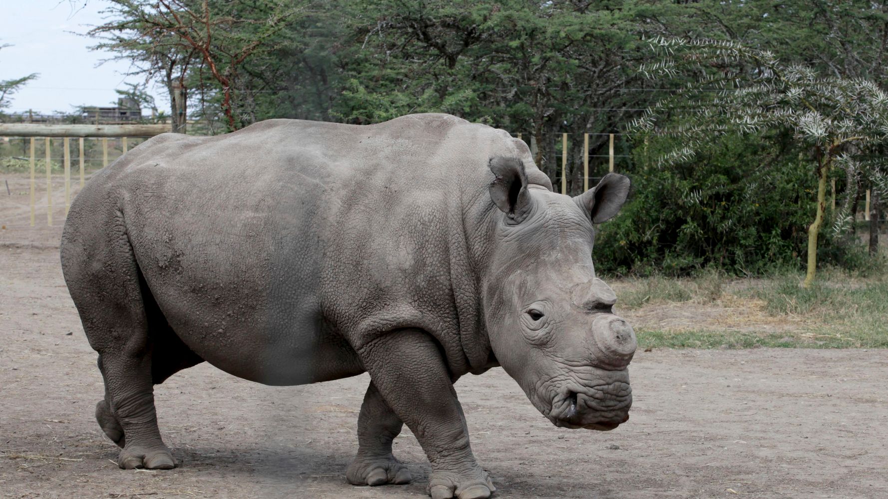 There Are Now Only 4 Northern White Rhinos Left On Earth | HuffPost