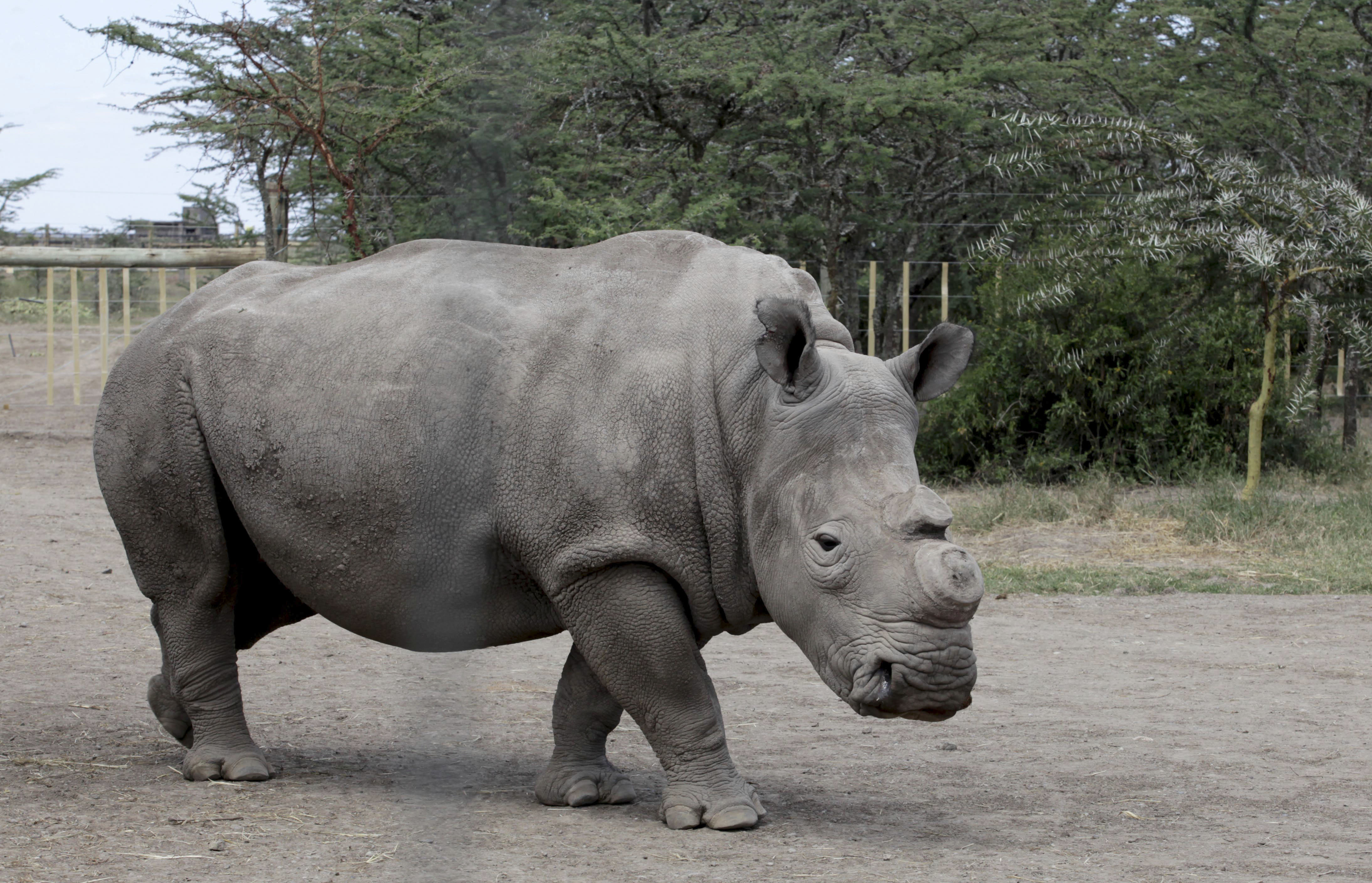 There Are Now Only 4 Northern White Rhinos Left On Earth HuffPost