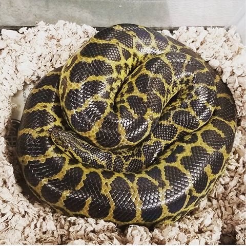 Woman finds python stuck in her toilet