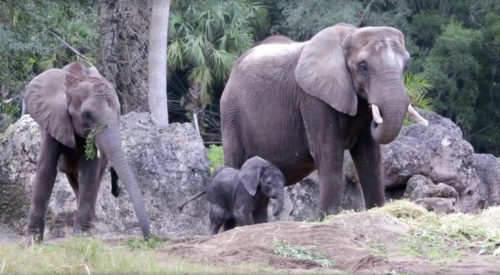 Baby Stella is seen exploring her new home alongside her mother and sister.