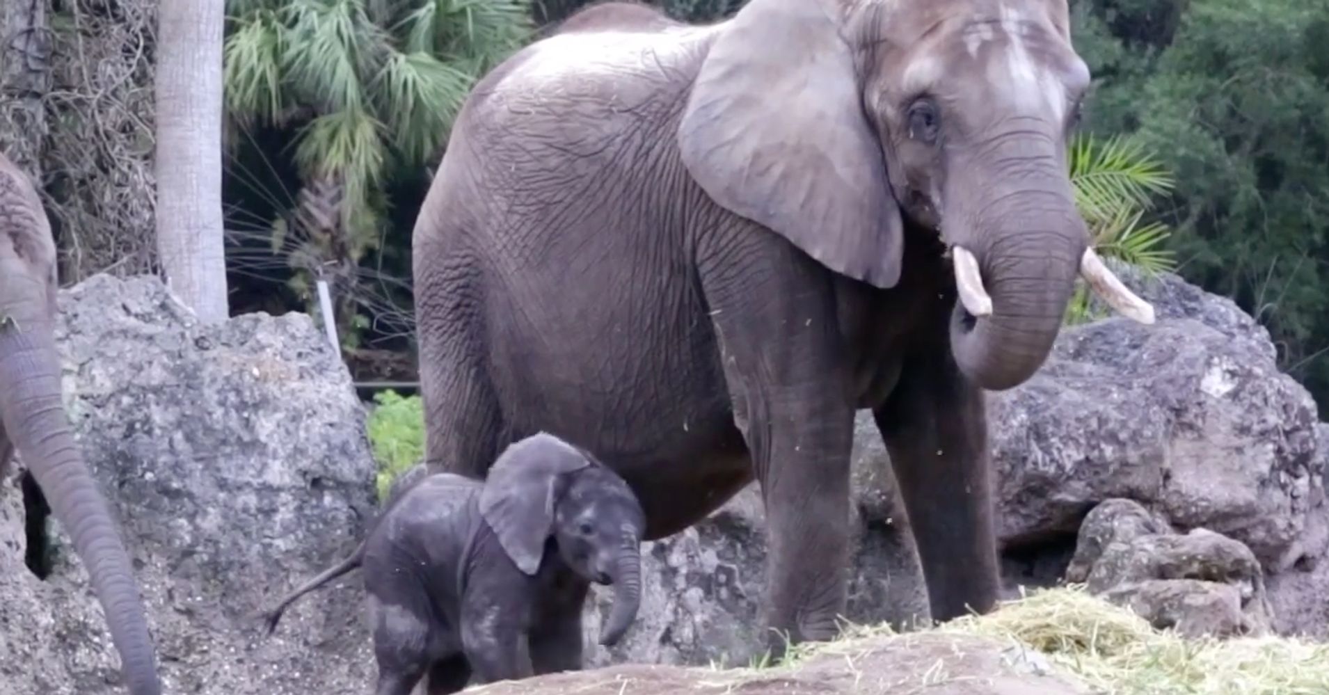 Meet The Adorable Newborn Elephant That Just Joined Disney's Herd