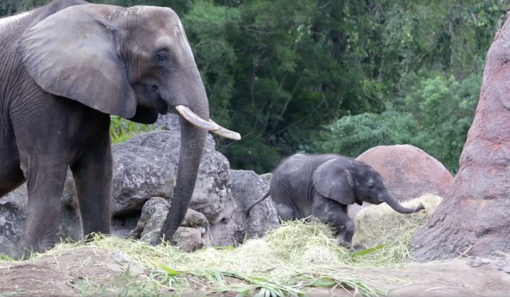 Stella was born in December at Disney's Animal Kingdom. She's Donna's third child.