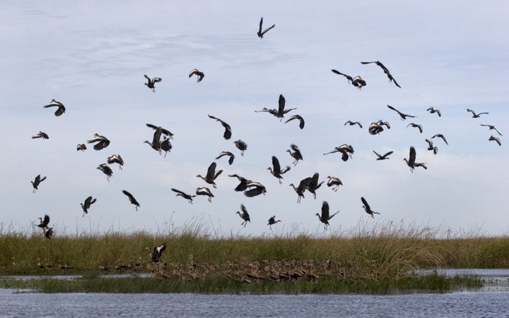 Birds take off in Esteros del Ibera, in the area owned by U.S. businesswoman Kris Tompkins.