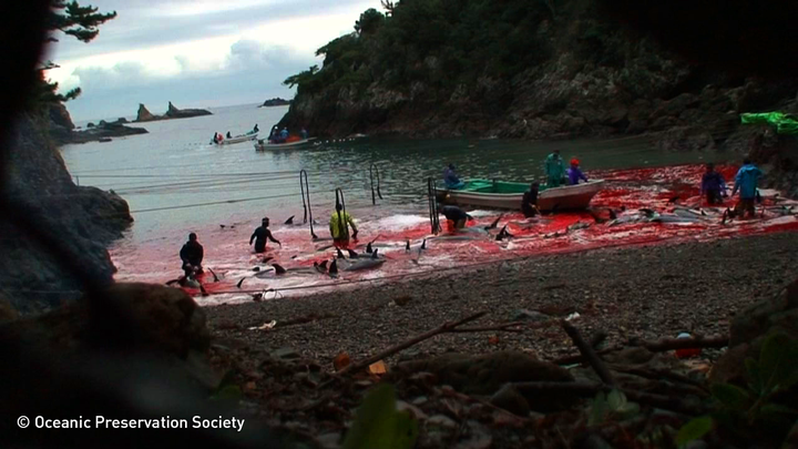 Courtesy <a rel="nofollow" href="http://www.opsociety.org/" target="_blank">Oceanic Preservation Soceity</a>