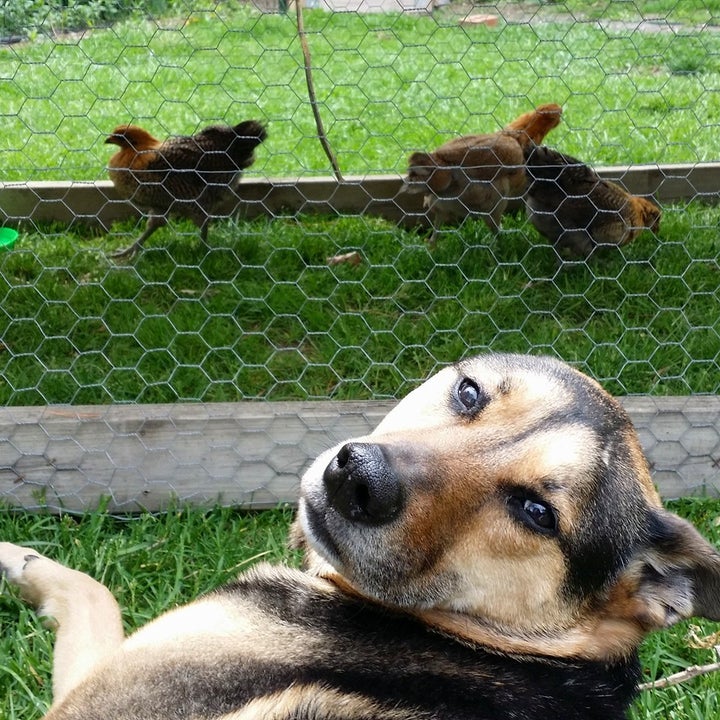 <p>Dogs can coexist with chickens, particularly if they’re exposed to each other at an early age</p>