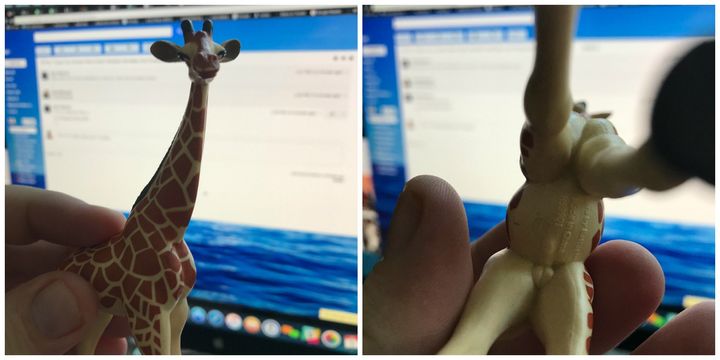 A giraffe with genitals.