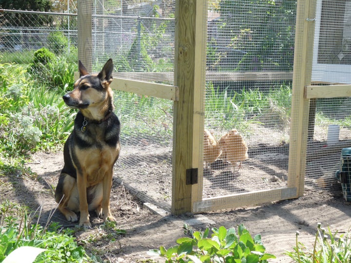 <p>A trustworthy dog is relaxed and only mildly interested in your protected pullets</p>