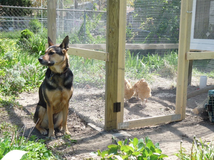 A trustworthy dog is relaxed and only mildly interested in your protected pullets