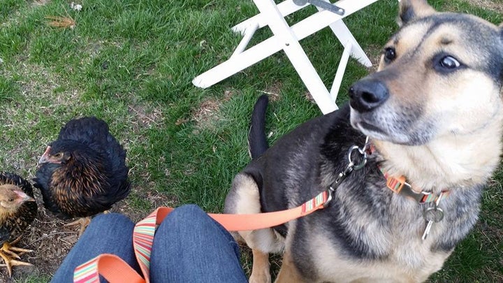 <p>Your dog should show little to no interest in the pullets when they are roaming free. Use a loose leash to assess interest, and increase proximity incrementally.</p>