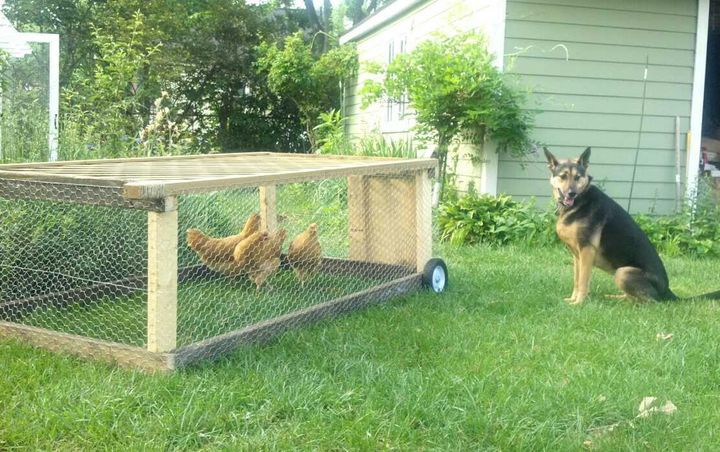 We used a chicken tractor along with the coop and run for purposes of training and desentization