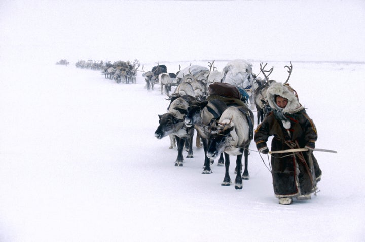 Reindeers’ grazing could help slow climate change by increasing albedo, or the amount of solar radiation reflected back into space, in the Arctic, a study finds.