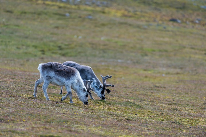 Based on measurements taken across 36 plots in Troms, Norway, researchers say sites heavily grazed by reindeer absorbed significantly less incoming solar heat.