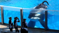 Tilikum, The ‘Blackfish’ SeaWorld Orca Who Killed A Trainer Has Died