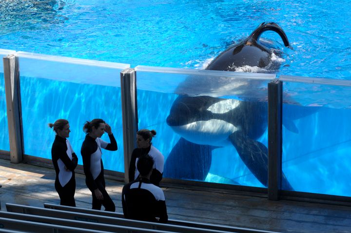Tilikum watching as SeaWorld Orlando trainers take a break during a training session at the theme park's Shamu Stadium in Orlando, Florida in 2011
