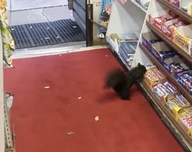 The squirrel thinks that a convenience store in Toronto is rolling out the red carpet for some candy.