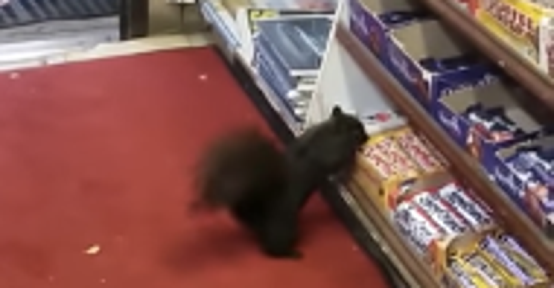 CandyCrazed Squirrels Steal Sweets From Convenience Store HuffPost