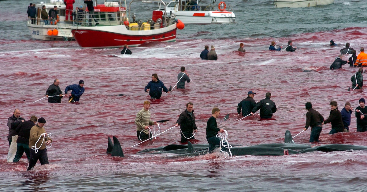 Whaling In The Faroe Islands: Senseless Slaughter Or A Justified Way Of