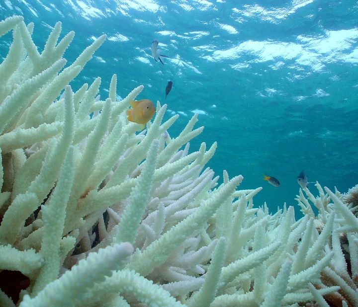 Fish swim among bleached corals in Australia's Great Barrier Reef.