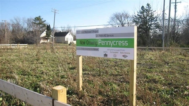 A vacant lot in Detroit that has been replanted with pennycress, a cover crop that is considered suitable for conversion to b