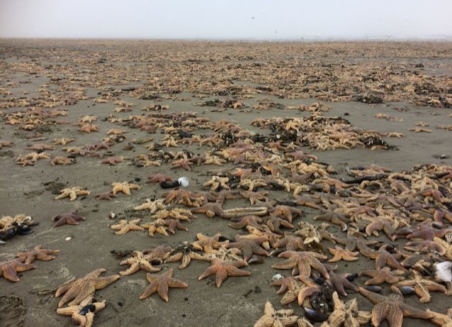 Thousands of dead Dutch sea stars, December 29, 2016.