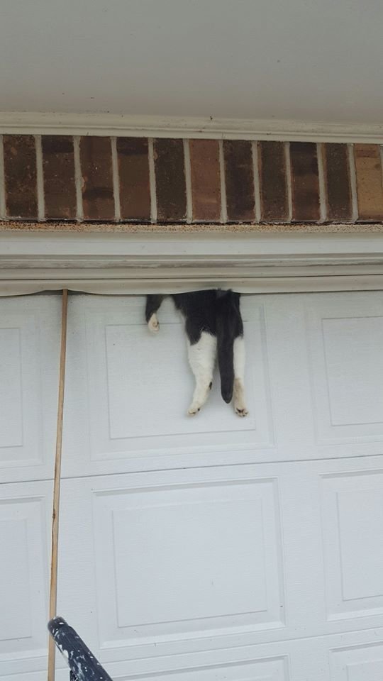 cat on door