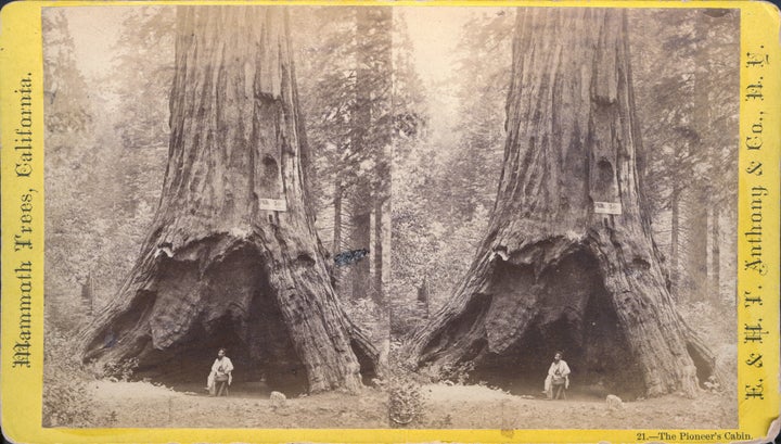 Pioneer Cabin Tree Iconic Giant Sequoia With Tunnel Falls In Storm Huffpost 