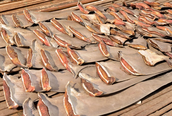 About <a href="https://www.huffpost.com/entry/100-million-sharks-killed-every-year_n_2813806" role="link" class=" js-entry-link cet-internal-link" data-vars-item-name="100 million sharks" data-vars-item-type="text" data-vars-unit-name="587334cfe4b043ad97e44f37" data-vars-unit-type="buzz_body" data-vars-target-content-id="https://www.huffpost.com/entry/100-million-sharks-killed-every-year_n_2813806" data-vars-target-content-type="buzz" data-vars-type="web_internal_link" data-vars-subunit-name="article_body" data-vars-subunit-type="component" data-vars-position-in-subunit="15">100 million sharks</a> are killed annually by humans, most of them for their fins, according to scientists.