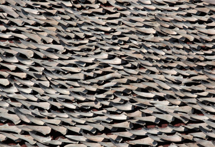 Thousands of shark fins are dried on the rooftop of a factory building in Hong Kong, January 2013. Air China has become the first airline from mainland China to ban shark fin cargo.
