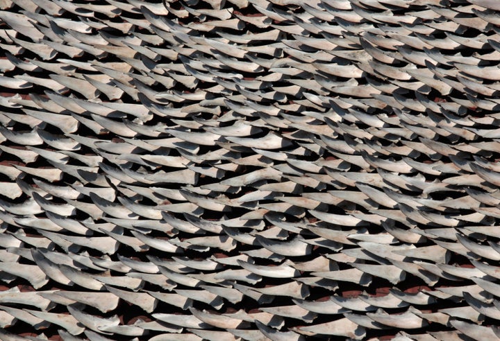 Thousands of shark fins are dried on the rooftop of a factory building in Hong Kong, January 2013. Air China has become the first airline from mainland China to ban shark fin cargo. 