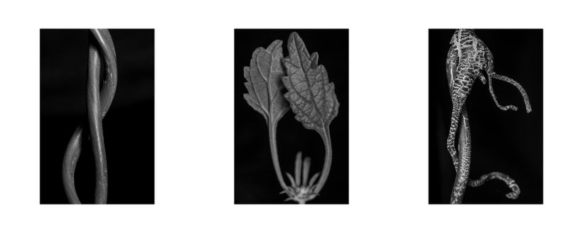 <em>Untitled #155</em>, <em>#131</em>, <em>#241</em>, by Anna Agoston