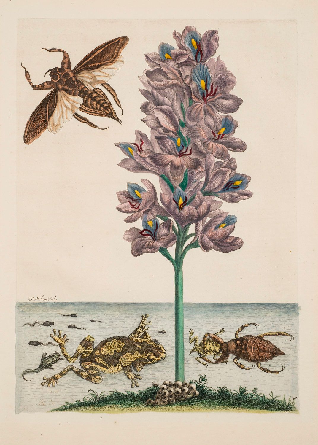 Maria Merian, Plate 56 (from "Dissertation in Insect Generations and Metamorphosis in Surinam", second edition), 1719.